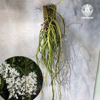 【タイ直輸入・着生ラン】Seidenfadenia mitrata ' alba ' |  セイデンファデニア ミトラタ alba｜Orchid｜着生ラン｜着生蘭