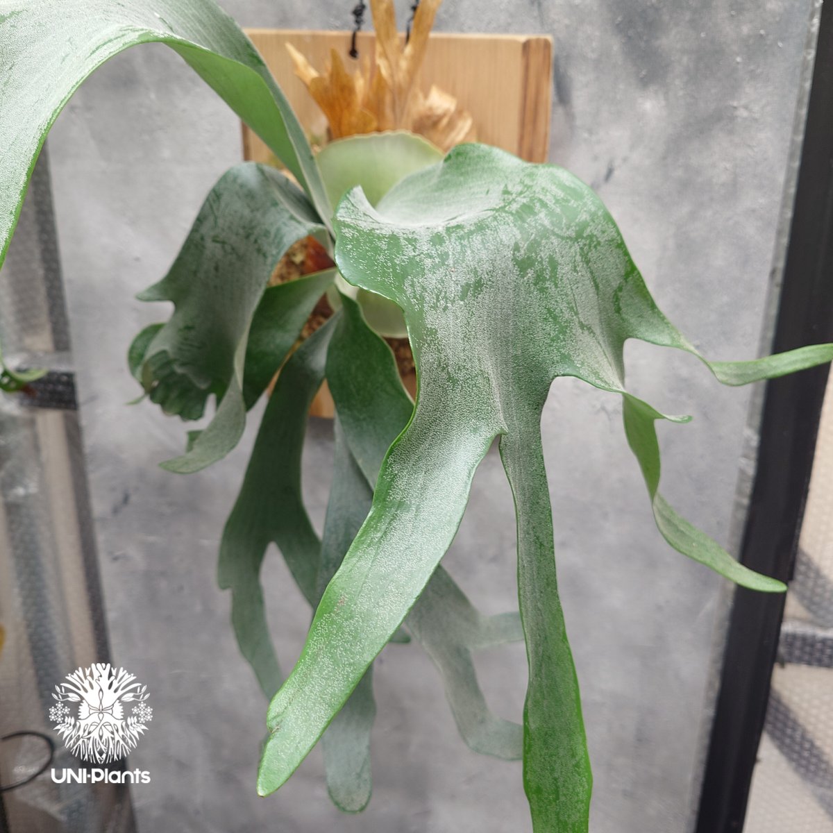 Kin-norn spore thick leaf#2 ビカクシダ Kin-norn spore thick leaf#2 ビカクシダ