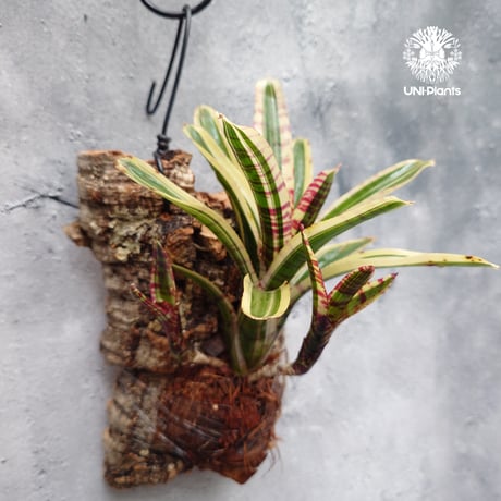 Neoregelia Red Bull ネオレゲリア レッドブル ネオレゲリア Neoregelia ブロメリア科ネオレゲリア属 着生コルクアレンジ