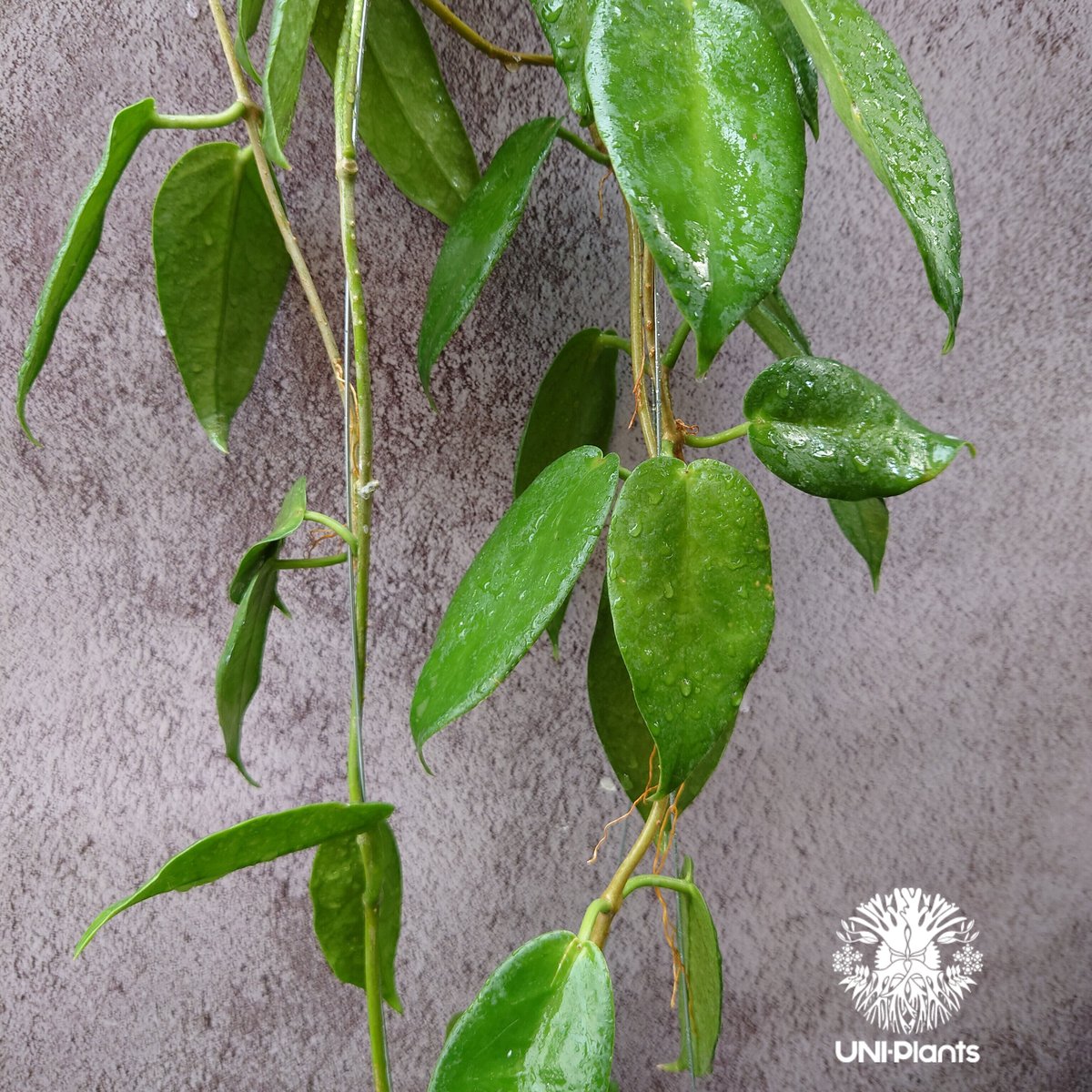 410 ホヤ　マクギリブライ　Hoya macgillivrayi 410 ホヤマクギリブライHoya macgillivrayi