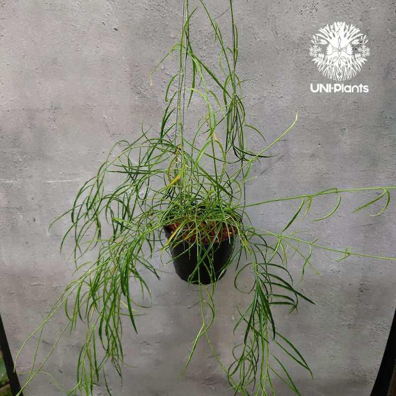 専用＊0927＊ホヤ ＊ステノフィラ Hoya stenophylla ホヤ ステノフィラ 希少 ホヤ植物 ホヤの花