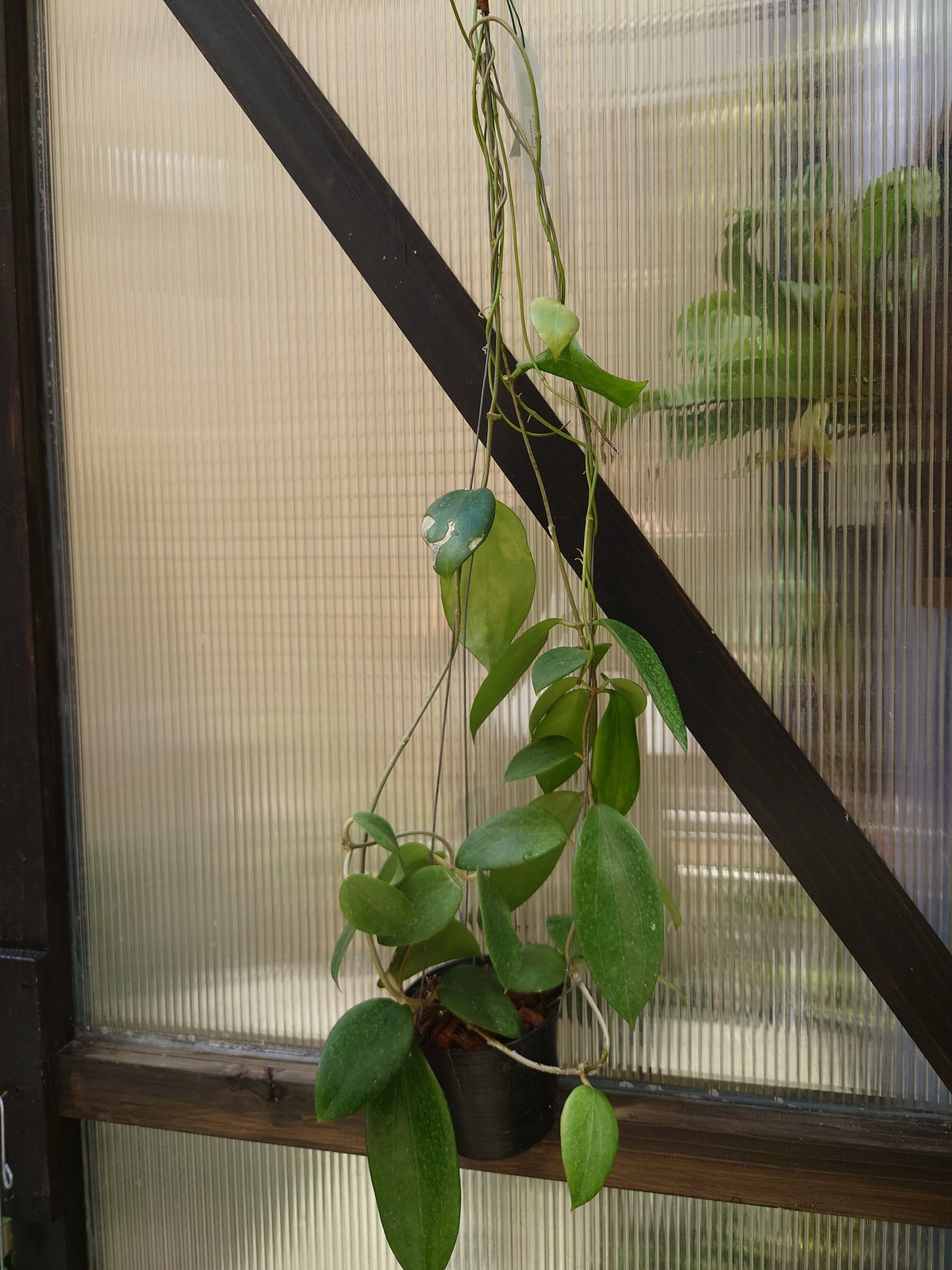 訳ありセール　レア　ホヤ　Hoya  cui silver サクララン ホヤ アルドリッチ Hoya aldrichii ホヤ植物 サクララン 植物