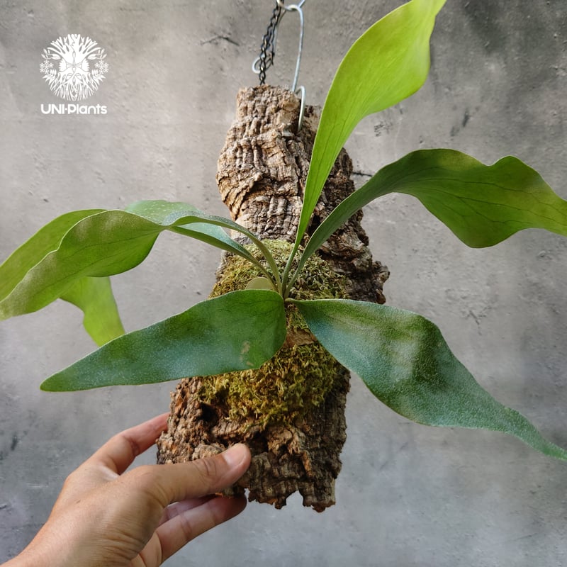 Platycerium hillii cv. Nampu ビカクシダ ヒリー cv. ナンプー