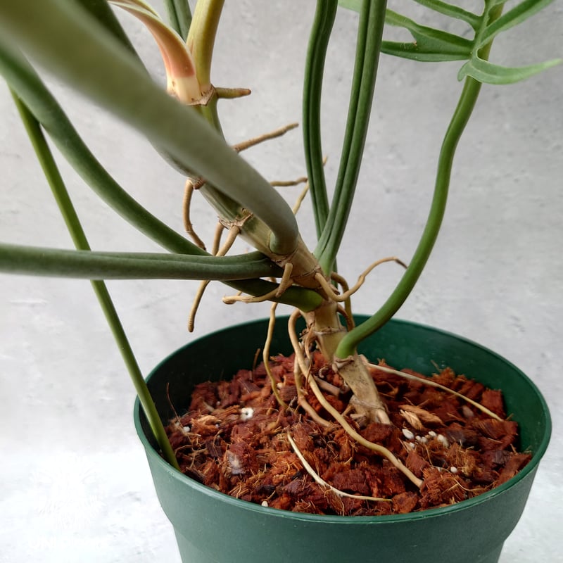 超絶希少 フィロデンドロン　トータム　アルボ斑入り 超絶希少 フィロデンドロン トータム アルボ斑入り 超絶希少