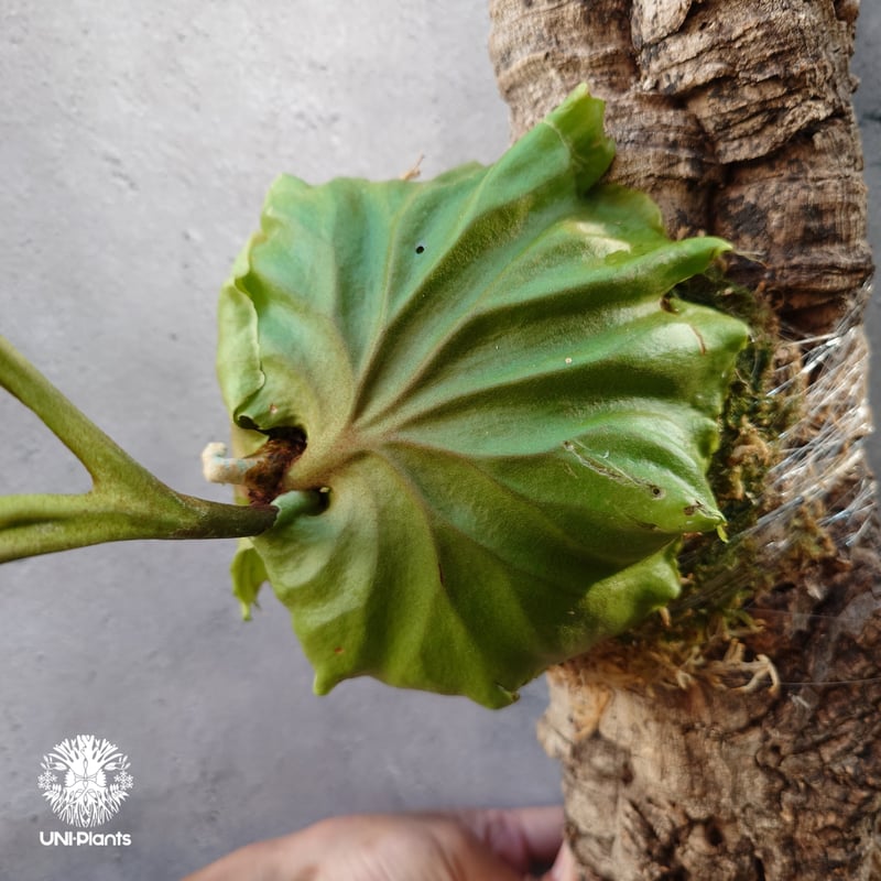 ビカクシダ リドレイ コルクチューブ着生 Platycerium Ridleyi