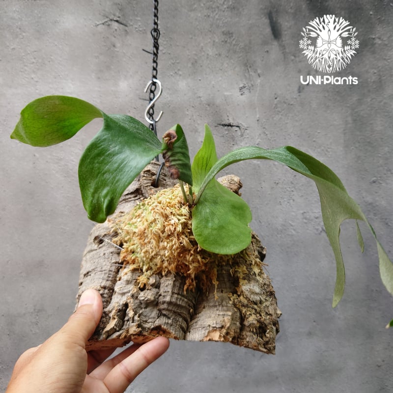 ビカクシダ ステマリア Platycerium stemaria コウモリラン ビカクシダ