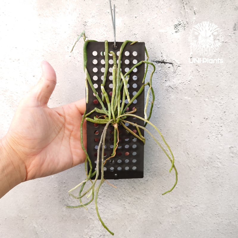 Chiloschista parishii `Nakornpanom`キロスキスタ パリシー