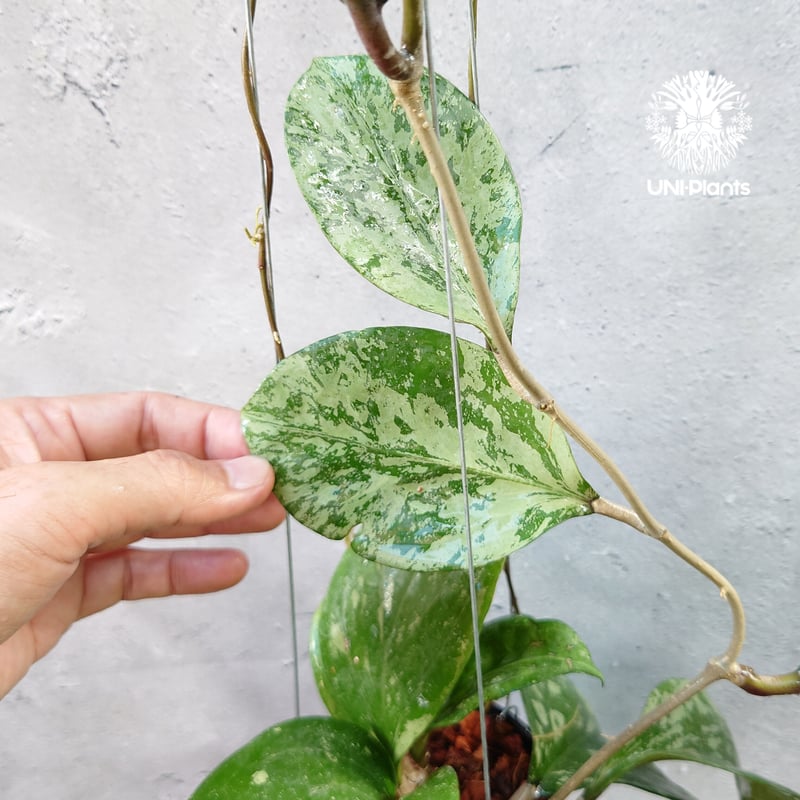 セール珍種ホヤ セルペンス スプラッシュ Hoya Serpens splash Hoya