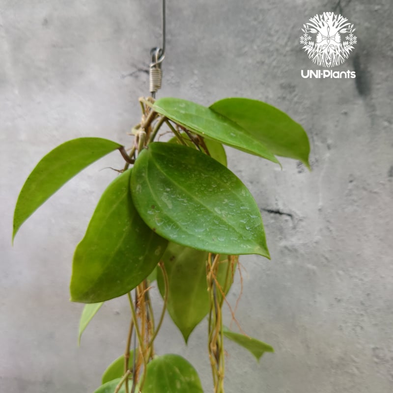 Hoya latifolia Snow Queen （L）ホヤ ラティフォリア スノー クイー