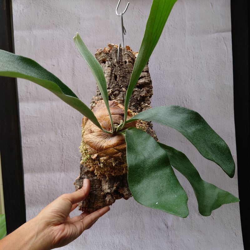 ビカクシダ(コウモリラン) ビフルカツム Platycerium bifurcatum | U