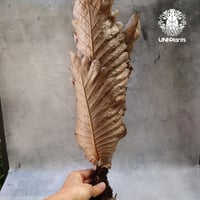Drynaria quercifolia ドリナリア クエルシフォリア 群生  観葉植物 珍奇植物 着生植物 インテリア植物 珍しい シダ植物