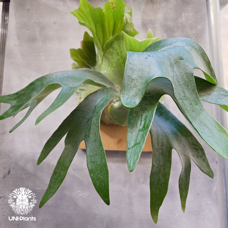 ビカクシダ　ヒリー　P.hillii wide frond ビカクシダ ヒリー P.hillii wide frond