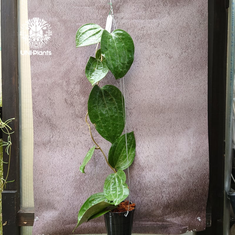 Hoya Latiforia ホヤ ラティフォリア 大ぶり!! ホヤ 植物 ホヤの花 観葉