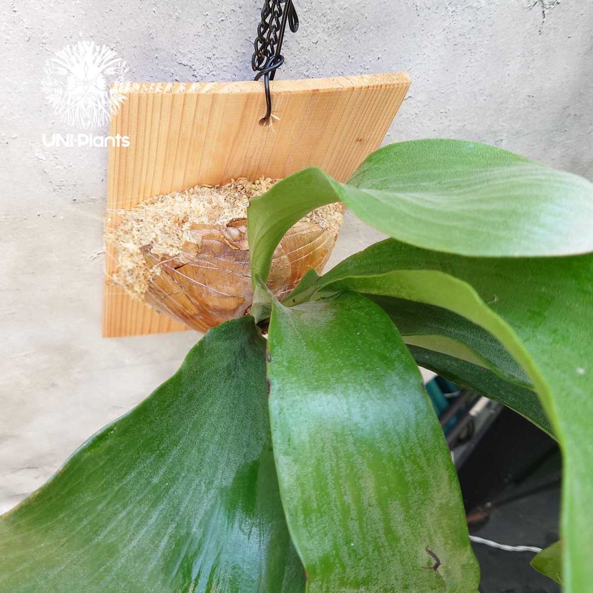 ビカクシダ 交配種 ヒリー パナマ x ビフルカツム 大株 コウモリラン