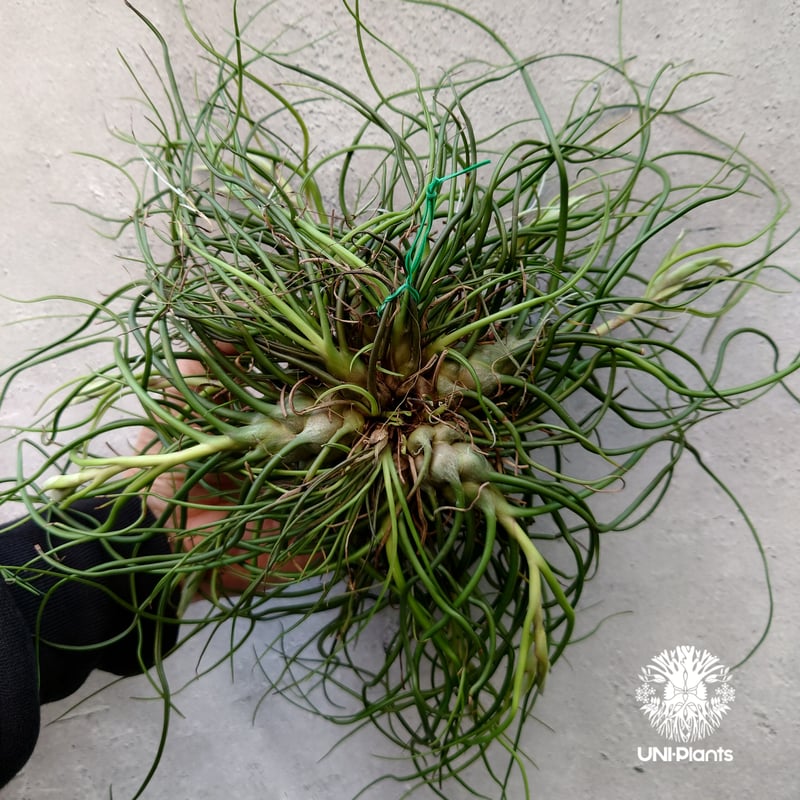 Tillandsia bulbosa チランジア ブルボーサ 大株 インテリア植物