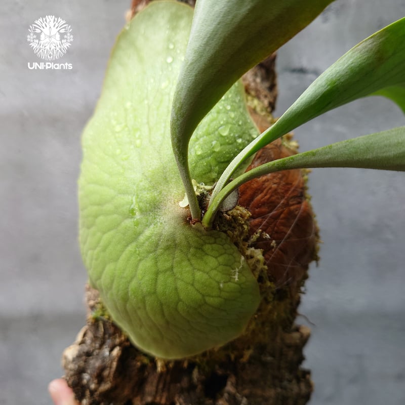 ビカクシダ アルテミス Platycerium Artemis (Alcicorne x Qu