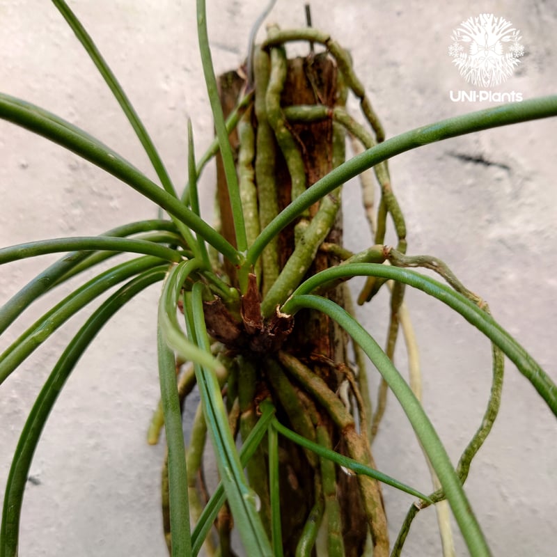 セイデンファデニア ミトラタyellow Seidenfadenia mitrata yell