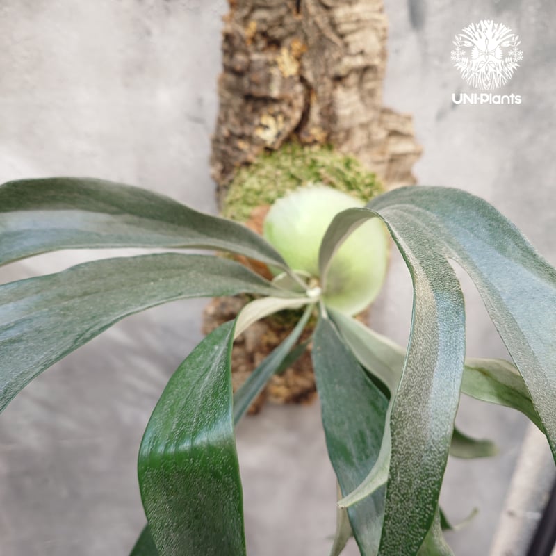 子株付 Platycerium Rydeen Platycerium Rydeen ビカクシダ ライディーン ビカクシダ