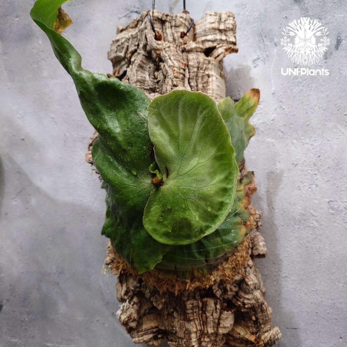 セール！プラチセリウム グランデ Platycerium grande原種木付き Platycerium grande ビカクシダ グランデ ビカクシダ原種 植物 シダ