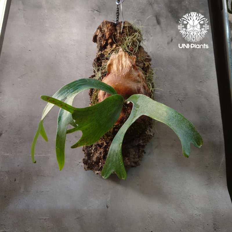 Platycerium willinckii cv.Zion ビカクシダ ウィリンキーcv.ジ