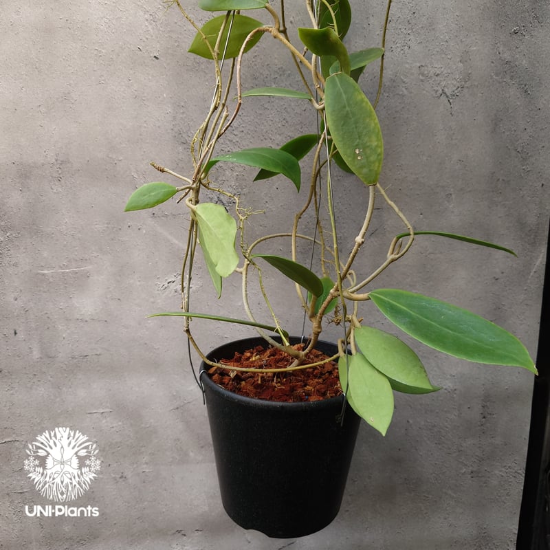 Hoya mindorensis lite yellow ホヤ ミンドレンシス ライトイエロー