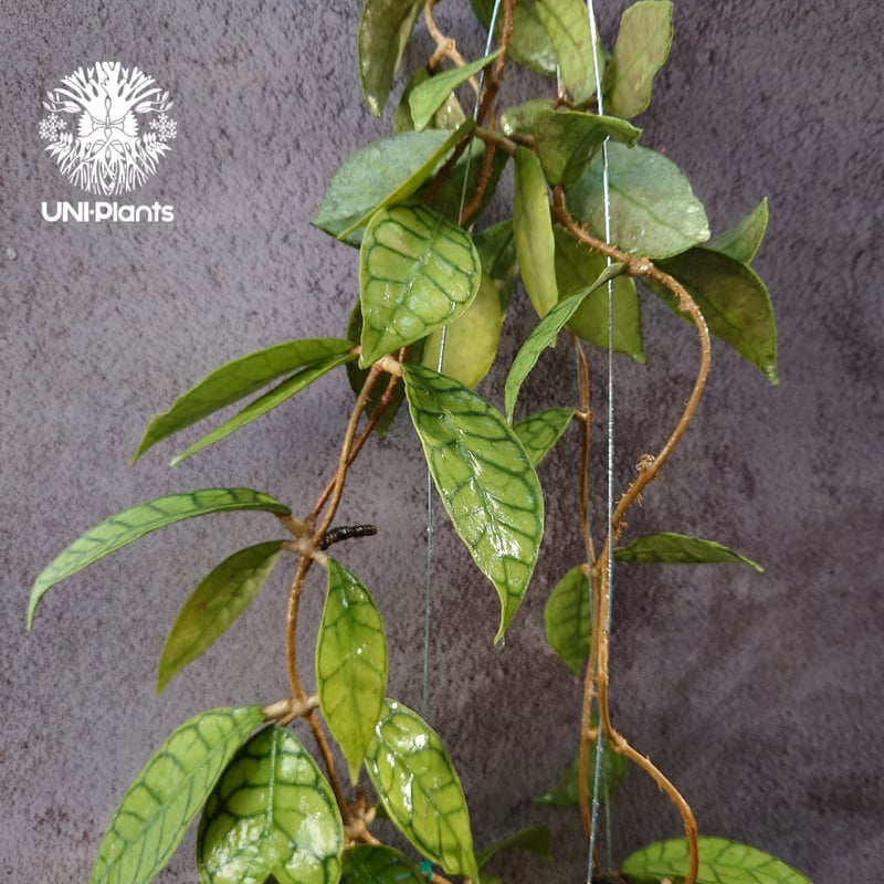 花座付き! Hoya Callistophylla short leaves ホヤ カリストフ