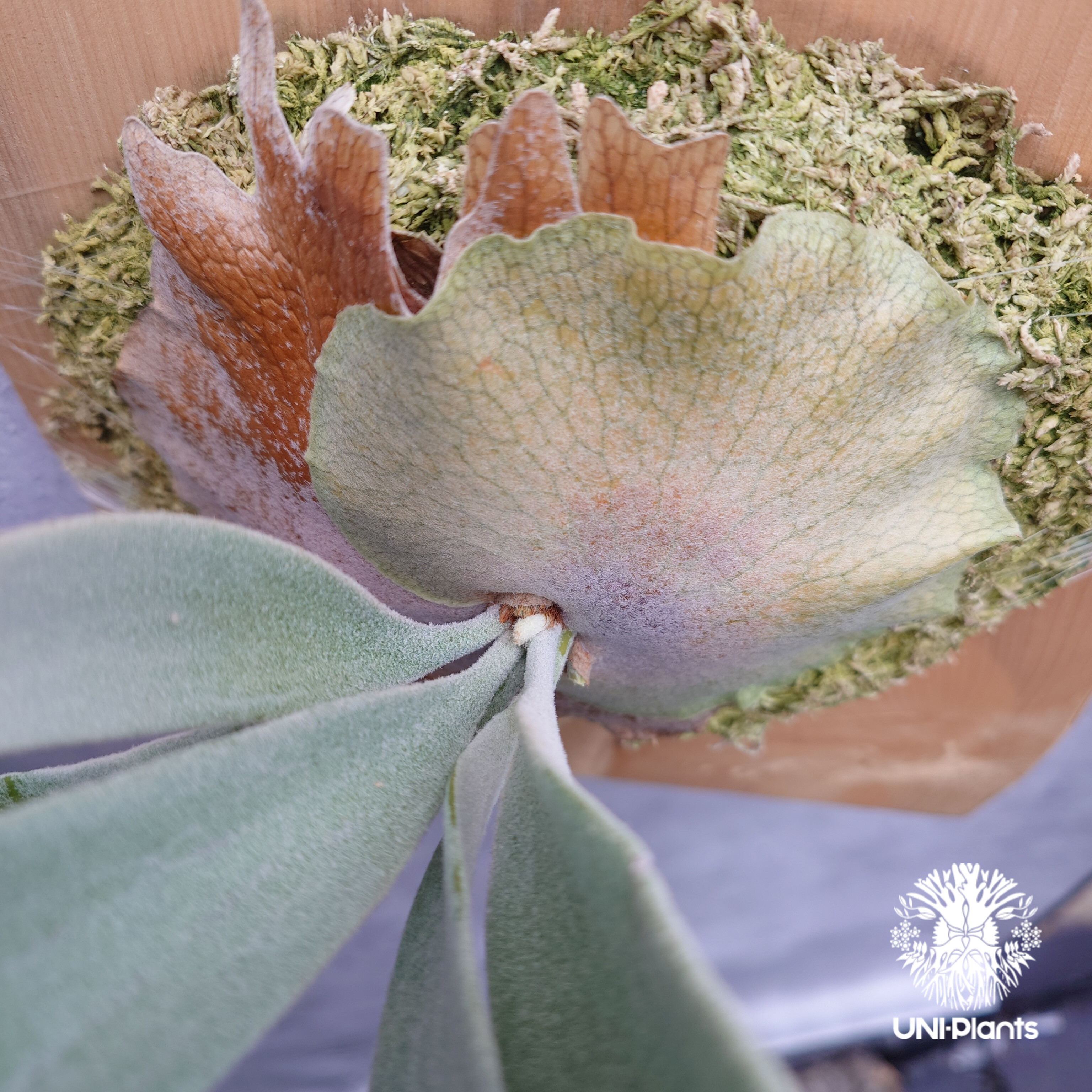 Patycerium veitchii wild ビカクシダ ベイチー ワイルド コウモリラン