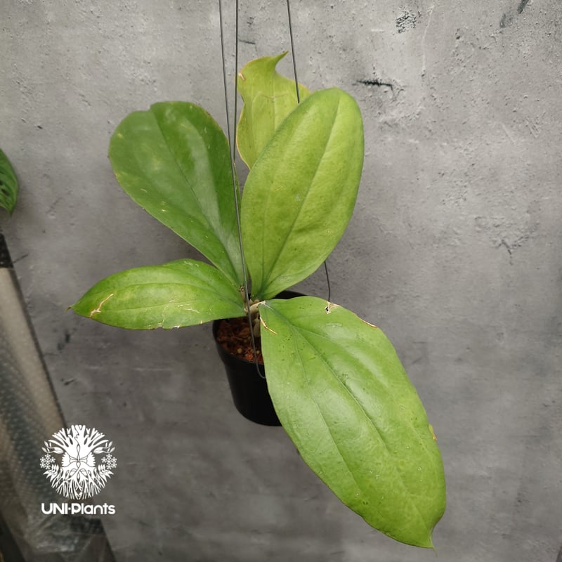 Hoya Lambii ホヤ ランビー ホヤ植物 ホヤの花 Hoya Plants 珍しい 希