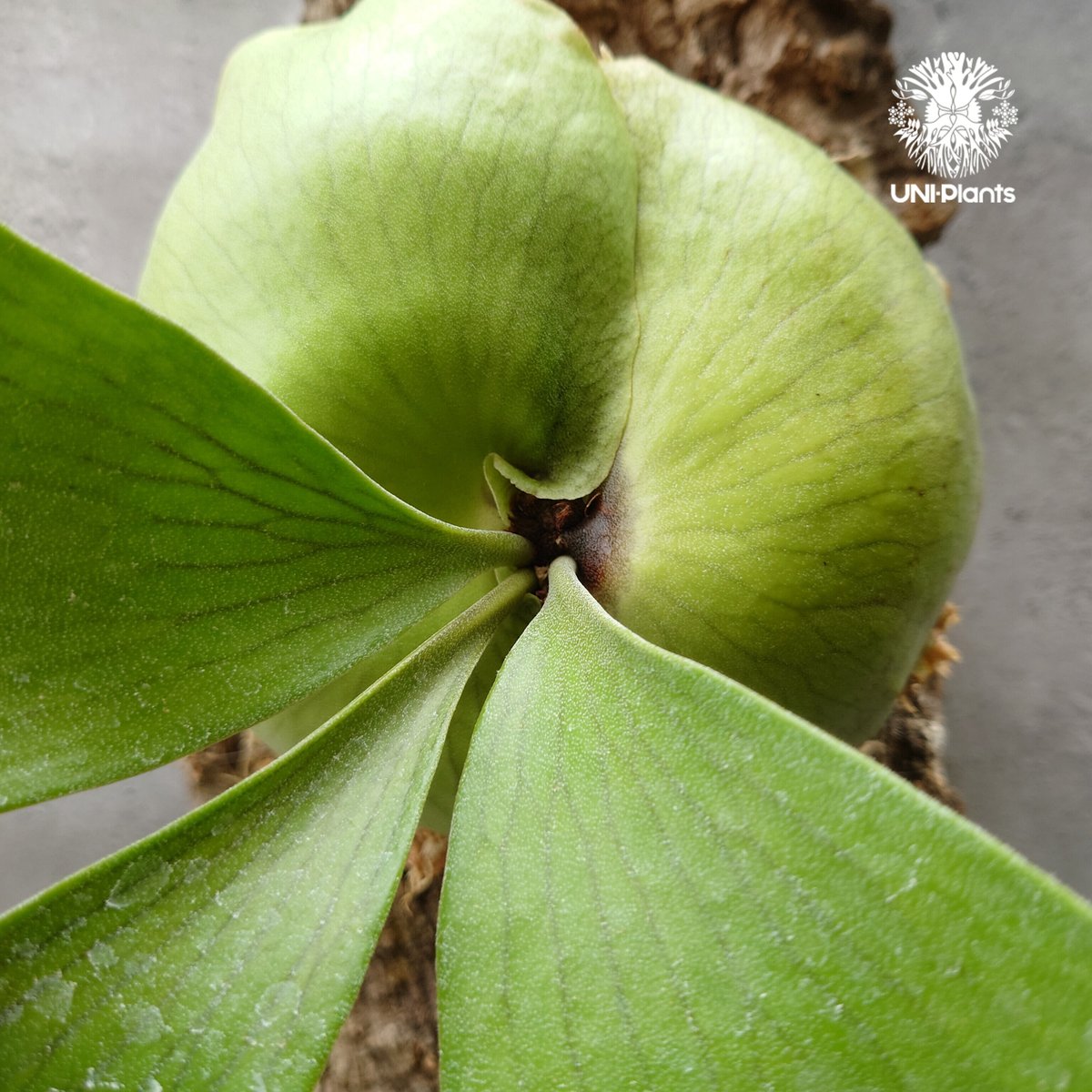 ビカクシダ エリシー Platycerium ellisii コウモリラン ビカクシダ エリシー Platycerium ellisii コウモリラン