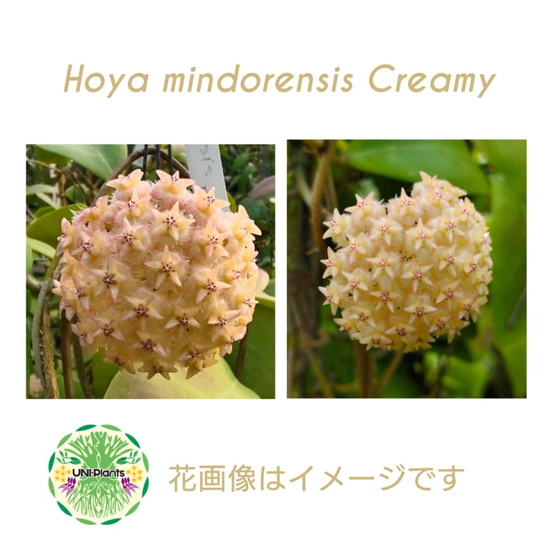 Hoya mindorensis Creamy 新色 ホヤミンドレンシス クリーミー ホヤ植物