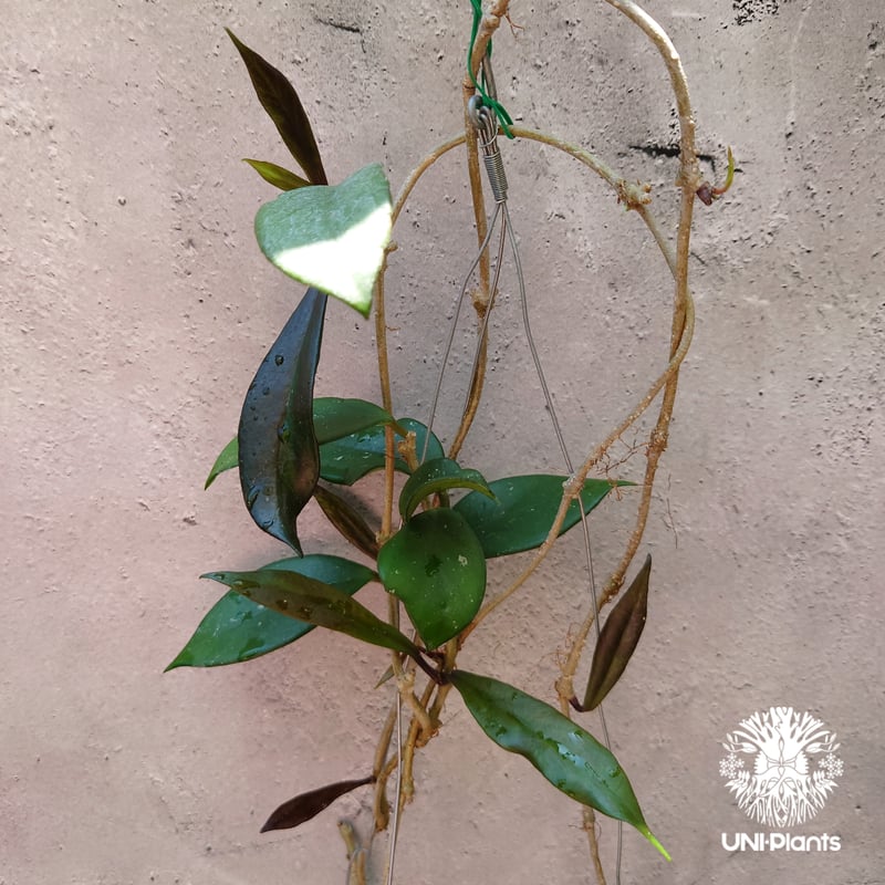 ホヤ プビカリクス ロイヤル ハワイアン パープル Hoya pubicalyx