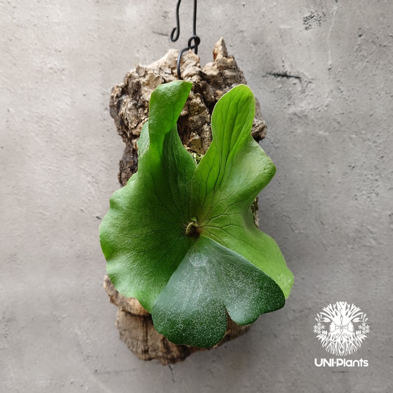 p. neputune ビカクシダ　シダ植物 ビカクシダ ネプチューン Platycerium Neptune コウモリラン