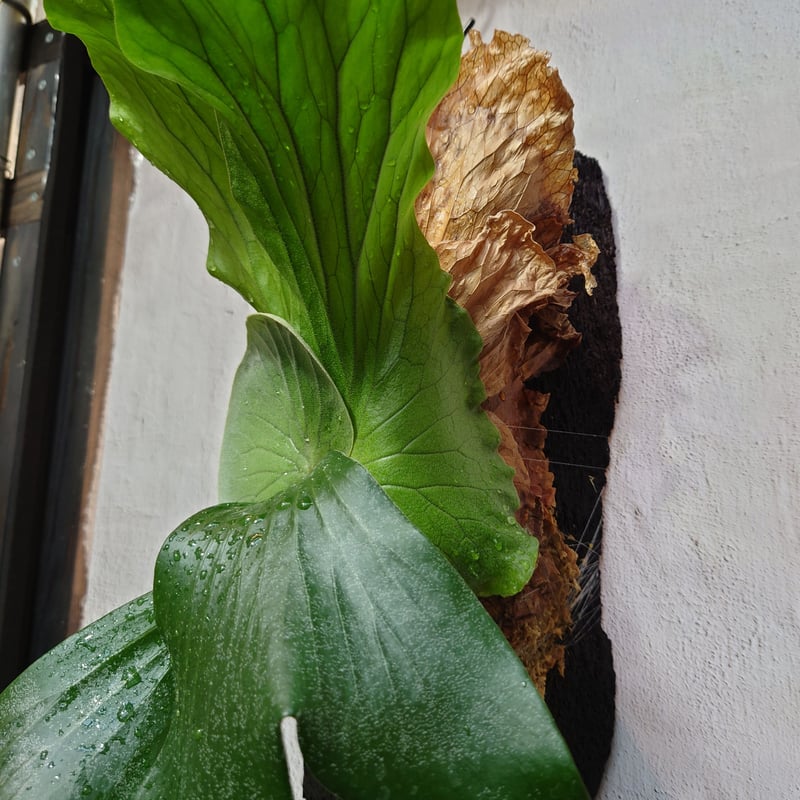 ビカクシダ板付 エレファントティス 0013 八八工廠様 3D板仕様 ビカクシダ『エレファントティス』板付け 1番 | Planet Plants