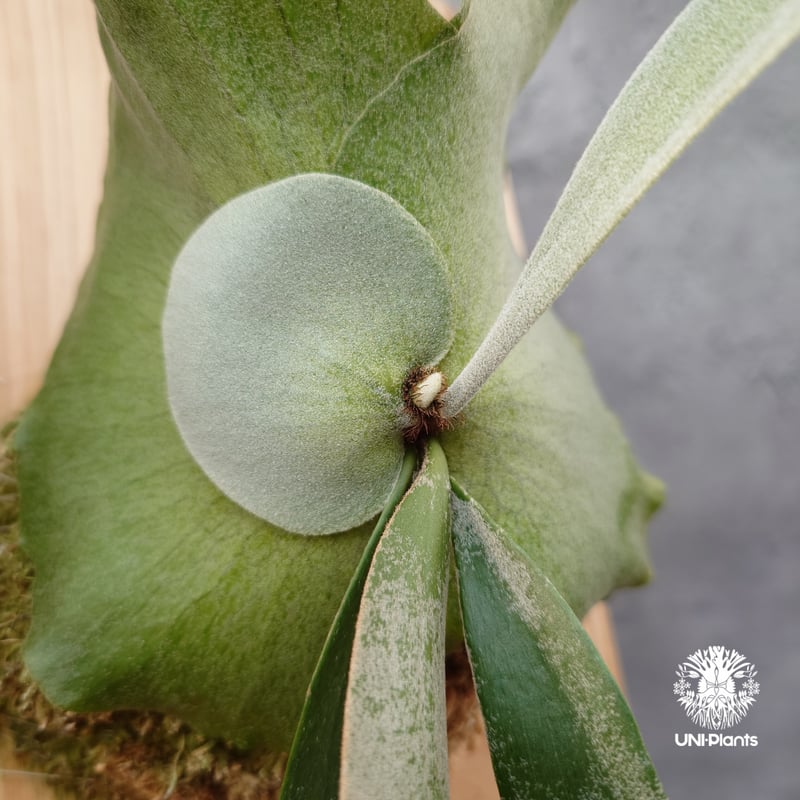 m*a様 willinckii predator ⑤ ビカクシダ ATSUSHI TAKEOKA 竹岡篤史 | . . Predator P. willinckii cv. Predator