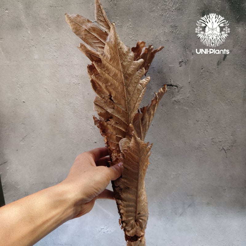 ドリナリア　クエルシフォリア　群生 Drynaria quercifolia ドリナリア クエルシフォリア 群生 観葉植物 珍奇