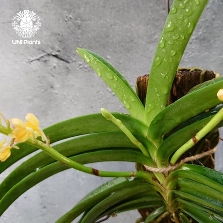 Van.Ladda Gold 洋蘭 Vanda orchid  ラン 蘭 花が綺麗な洋ラン