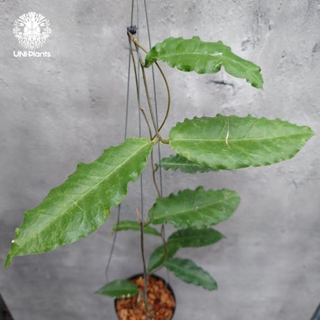 【ご予約者様専用ページ】 ご予約No.UH-251019-1040 Hoya Plleana / Hoya Versteegii