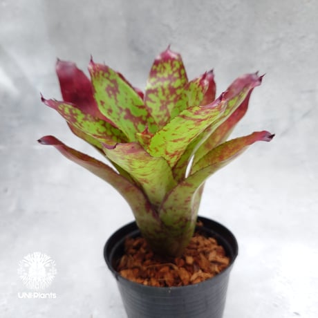 Neoregelia Winnie the Pooh ネオレゲリア ウィニーザプー  Neoregelia ブロメリア  Bromeliad ブロメリア科ネオレゲリア属