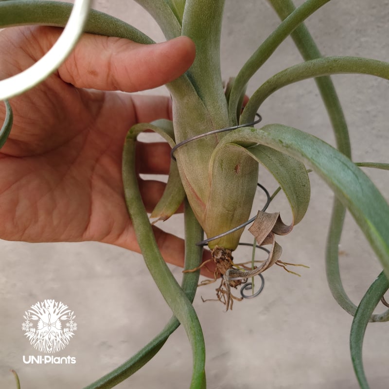 Tillandsia Curly slim チランジア カーリースリム Hybrid-Till