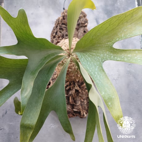CATEGORY ビカクシダ(Platycerium) | UNI-Plants ビカクシダ、 CATEGORY ビカクシダ(Platycerium) | UNI-Plants ビカクシダ、