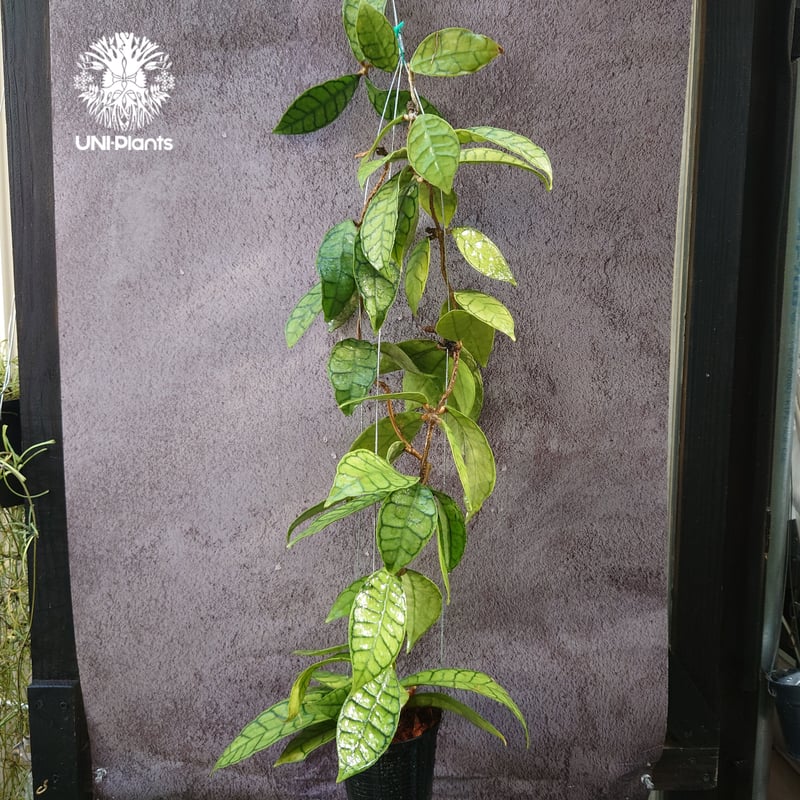 HOYA・ホヤ・Larisa・開花中・花座あり HOYA・ホヤ・Larisa・開花中・花座あり - メルカリ