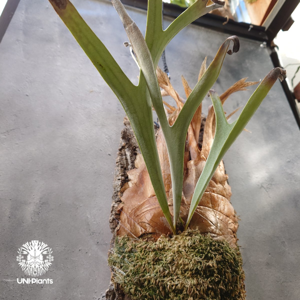 P. veitchii 4th ビカクシダ子株 ビカクシダ ベイチー(子株) Platycerium veitchii(pup) コウモリラン