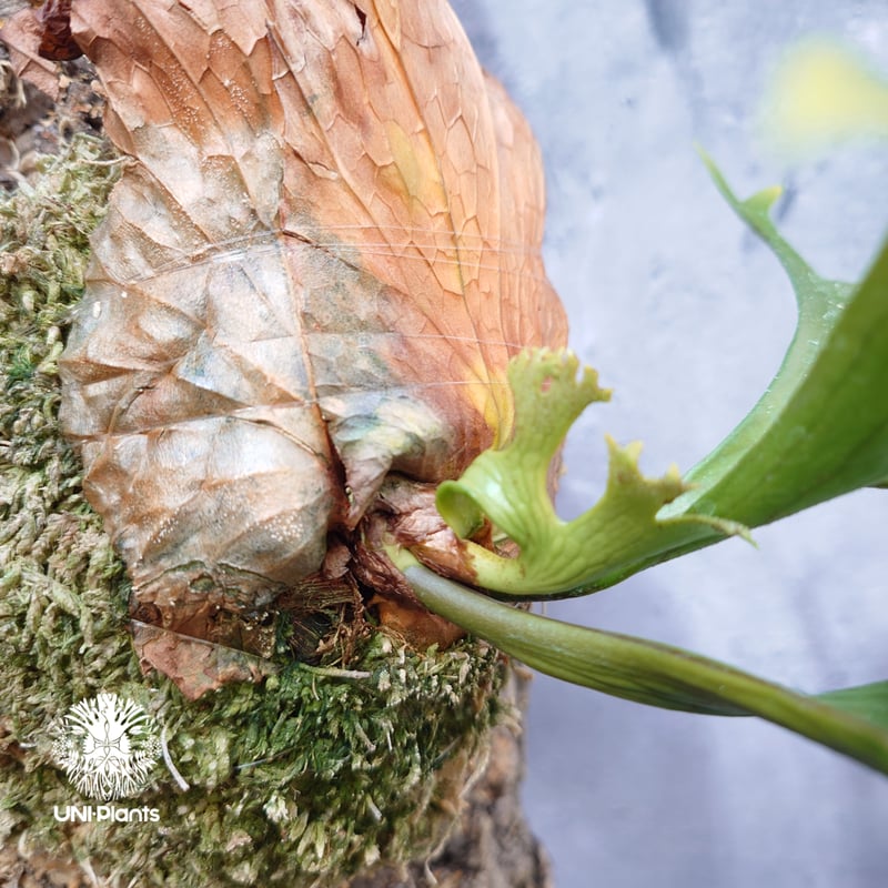 Platycerium coronarium ビカクシダ コロナリウム ビカクシダ