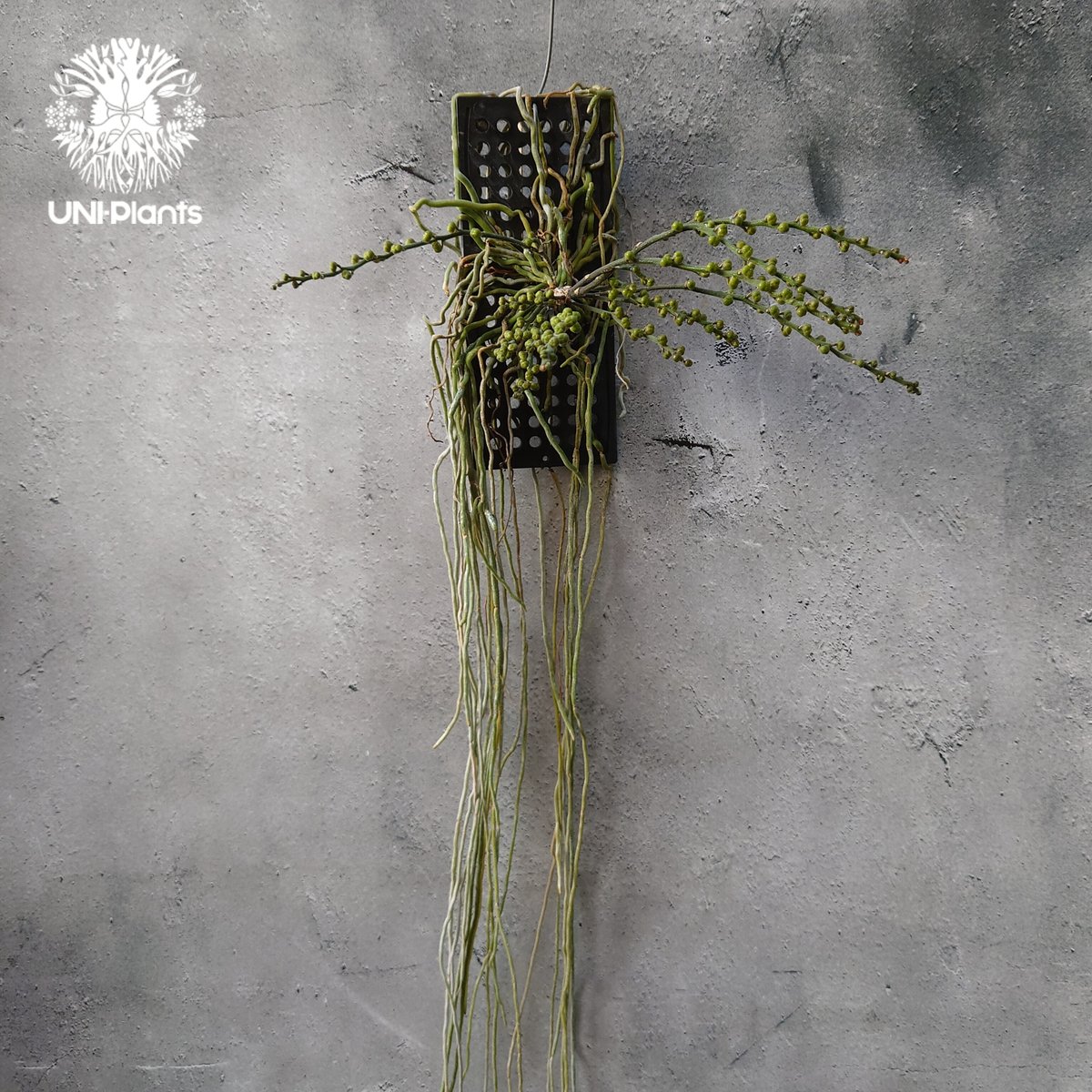 chiloschista parishii var sakura コルク原種 chiloschista