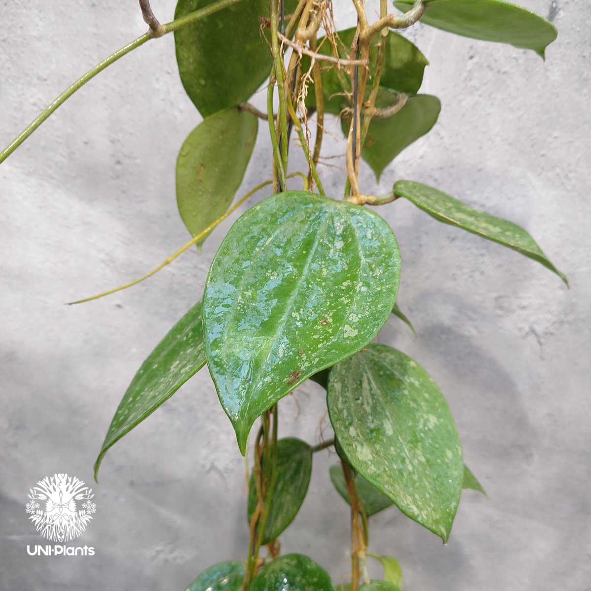Hoya latifolia Snow Queen（L） ホヤ ラティフォリア スノー
