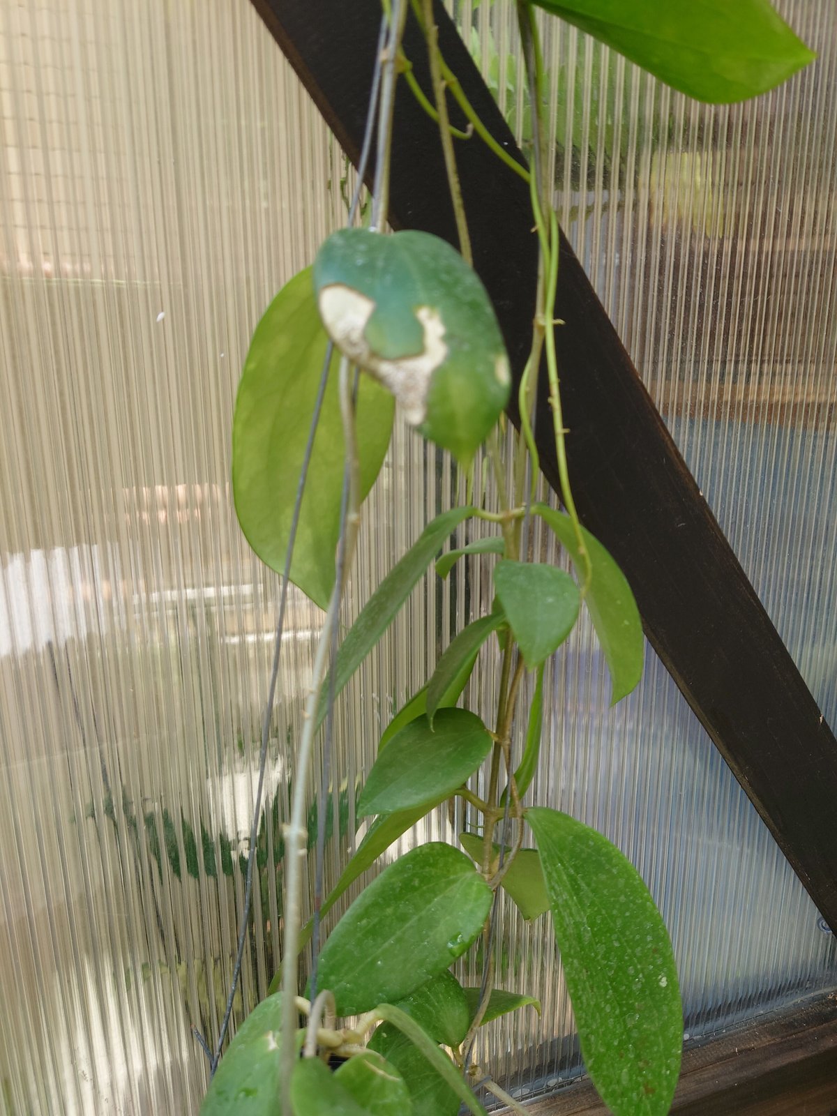 セール　レア　珍種　ホヤ　Hoya chloroleucha サクララン セール 珍種 レアホヤ Hoya carnosa Brazil サクララン - メルカリ