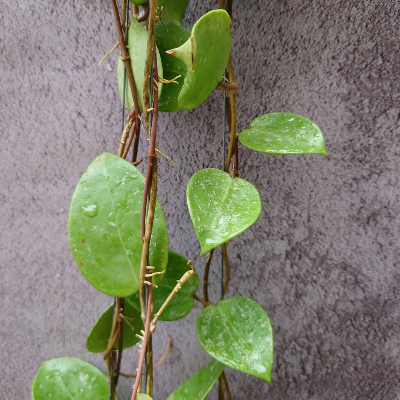 Hoya Parasitica Heart Leaves Splash ホヤ パラシティカ ハ Hoya Parasitica Heart Leaves Splash ホヤ パラシティカ ハ