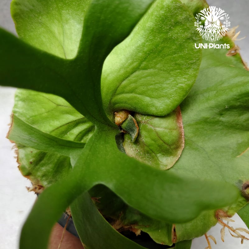 ビカクシダ Null ビカクシダ キッチャクード シンリーフ Platycerium Kitshakood thin