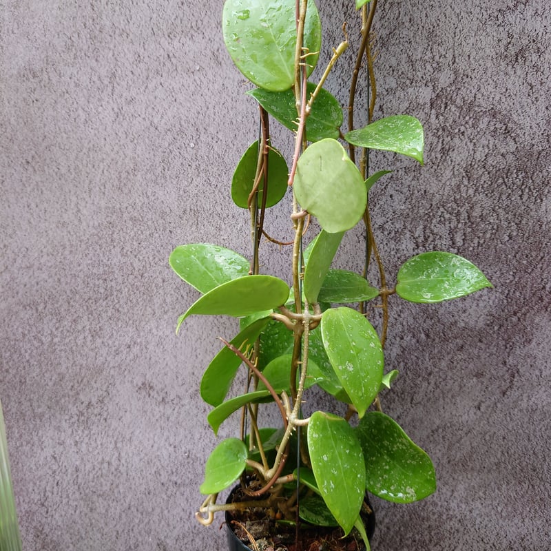 Hoya Parasitica Heart Leaves Splash ホヤ パラシティカ ハ