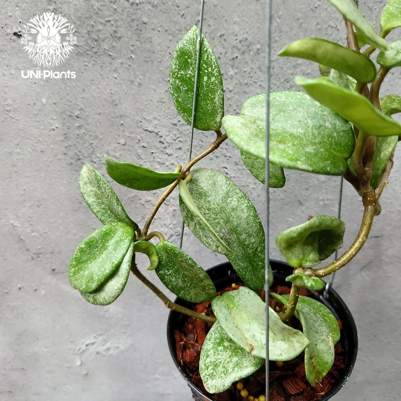 Hoya Carnosa Nova Ghost ホヤ　カルノーサ　ノバ　ゴースト素人が栽培した物になりますので